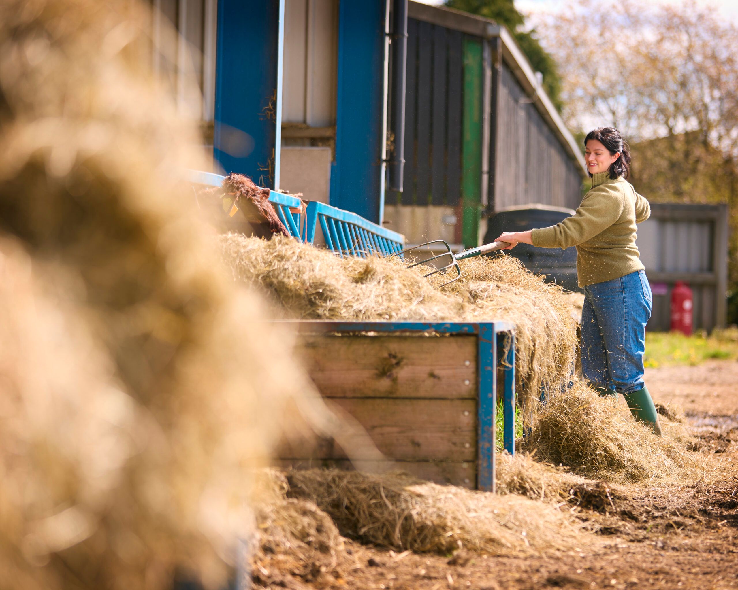 Female farm worker feeding hay to cattle in a barn with a pitchfork