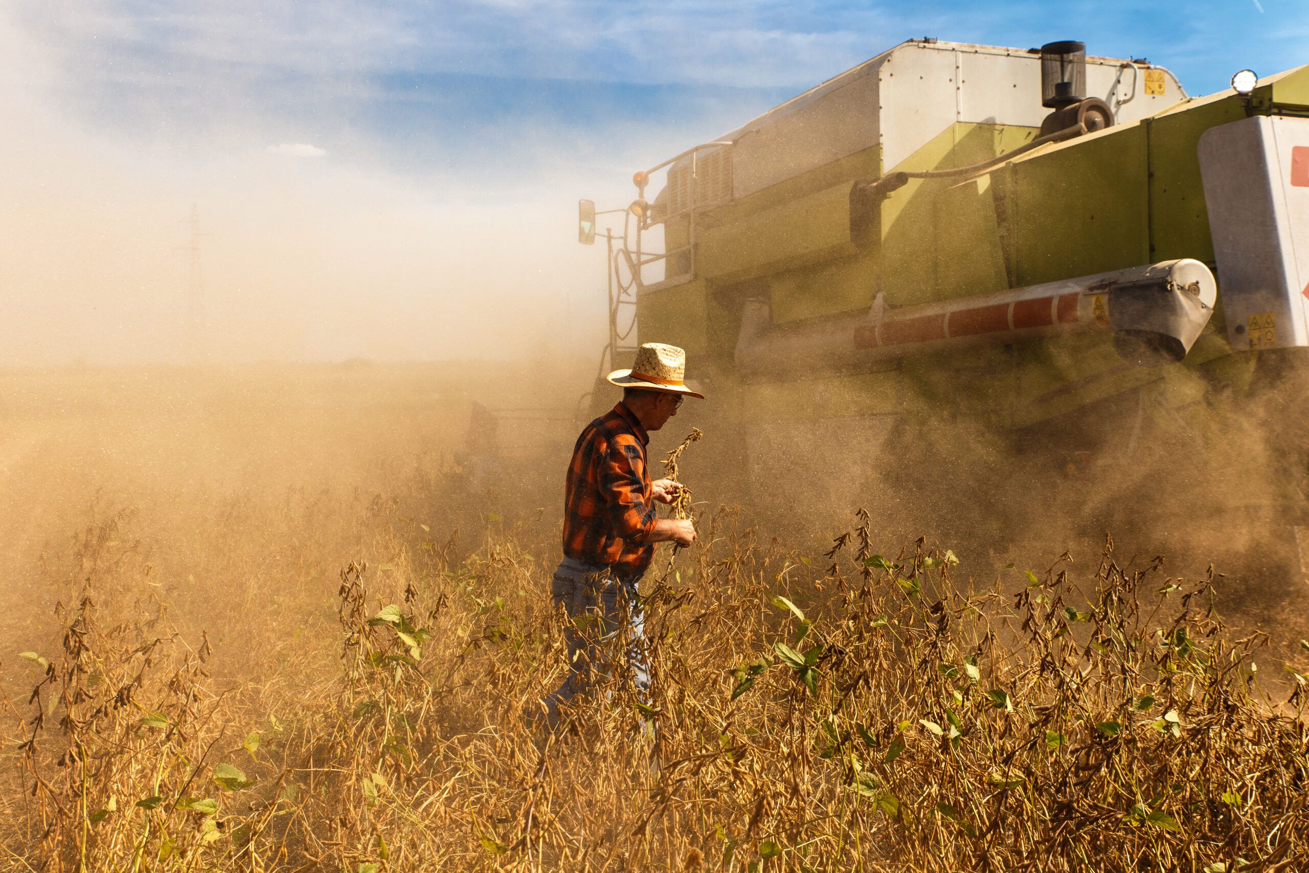 Senior farmer supervising soybean harvest in a field