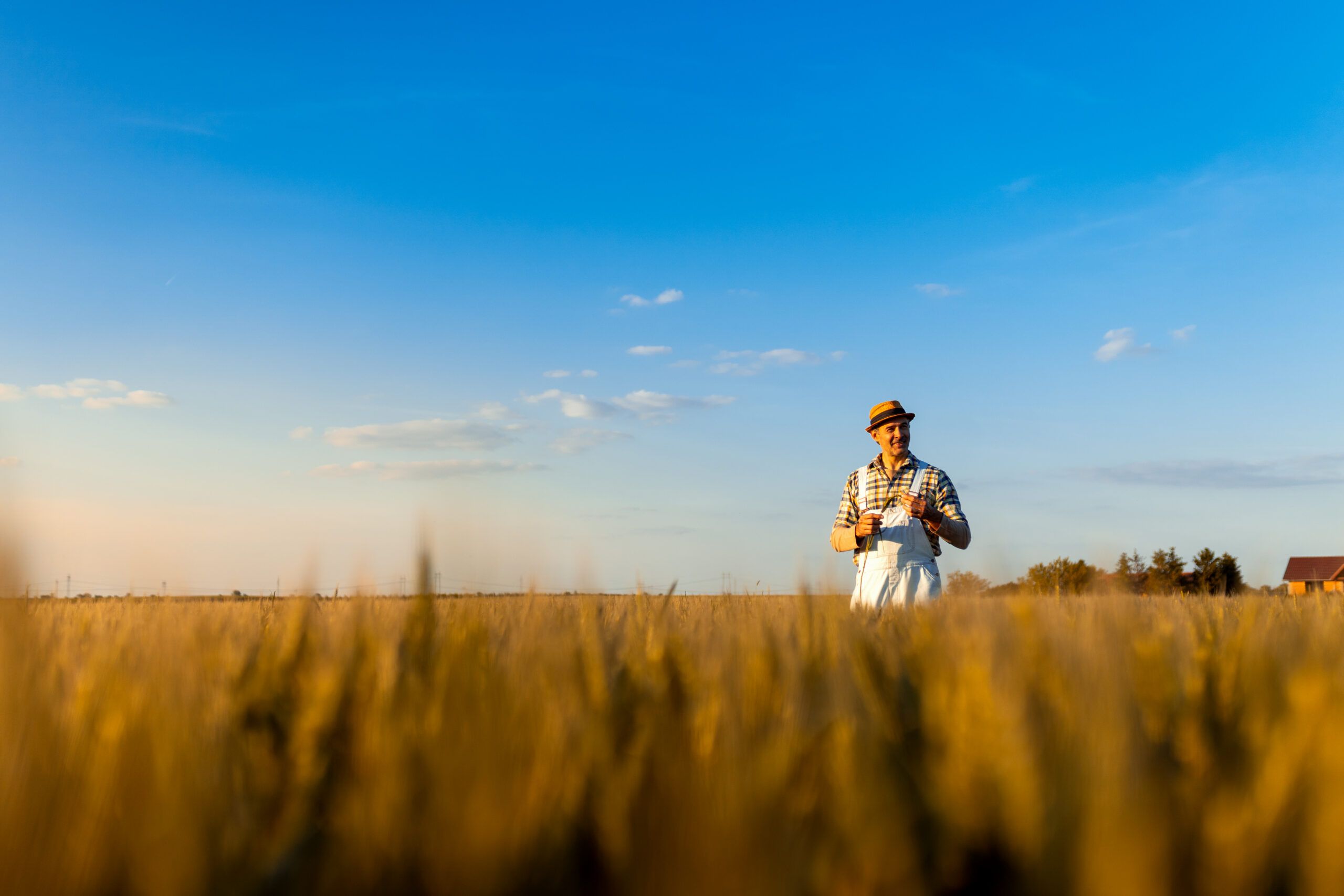 Confident farmer examining wheat crop at sunset