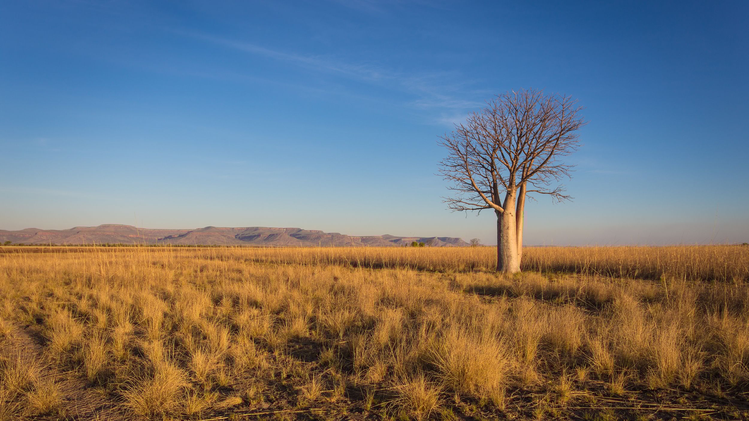A solitary tree stands in a vast golden grassland under a clear blue sky, with distant mountains on the horizon.