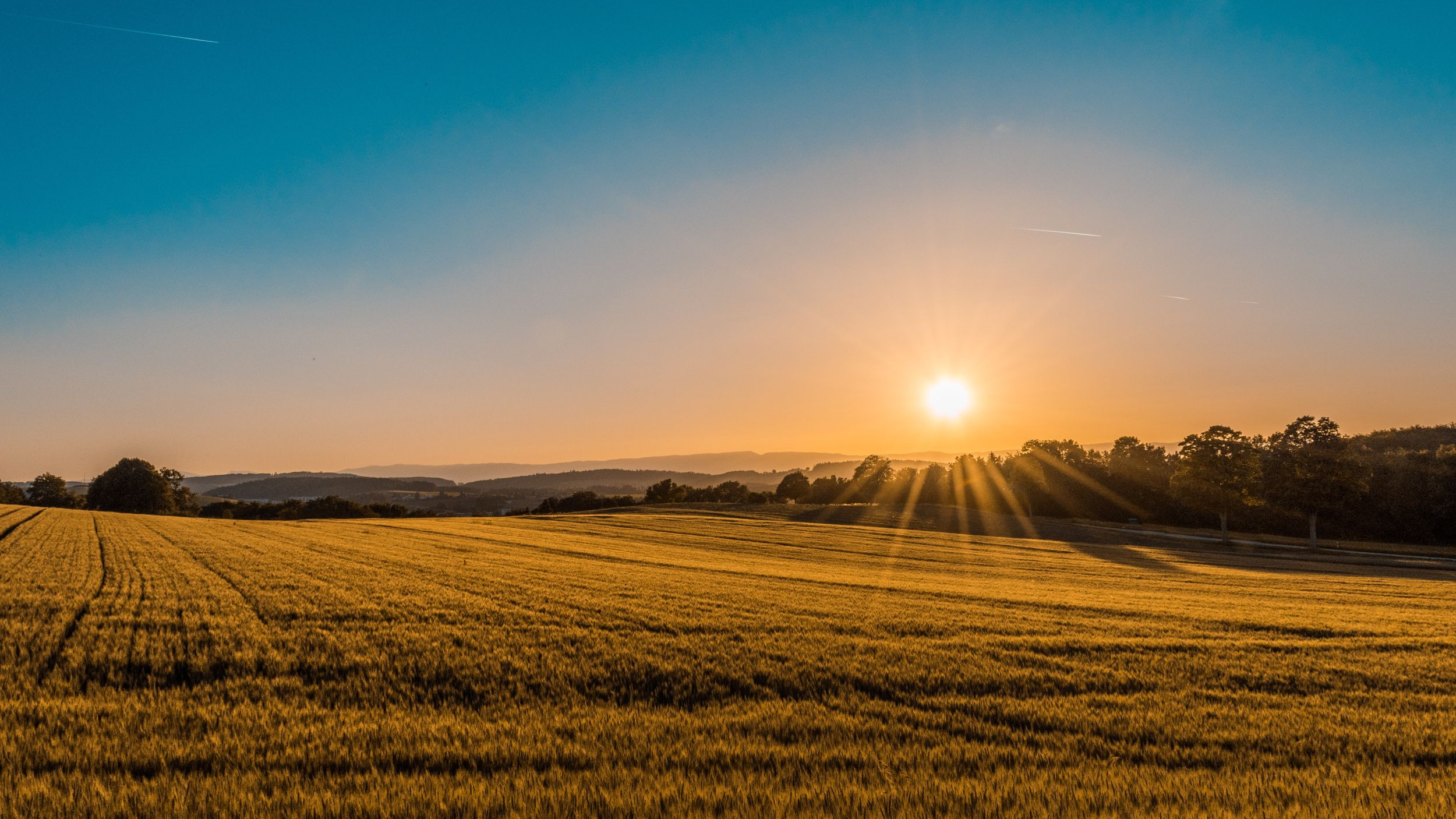 A golden field stretches under a clear sky as the sun rises, casting rays of light across the landscape.